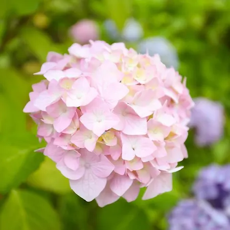 Bellavista ホテル 3*